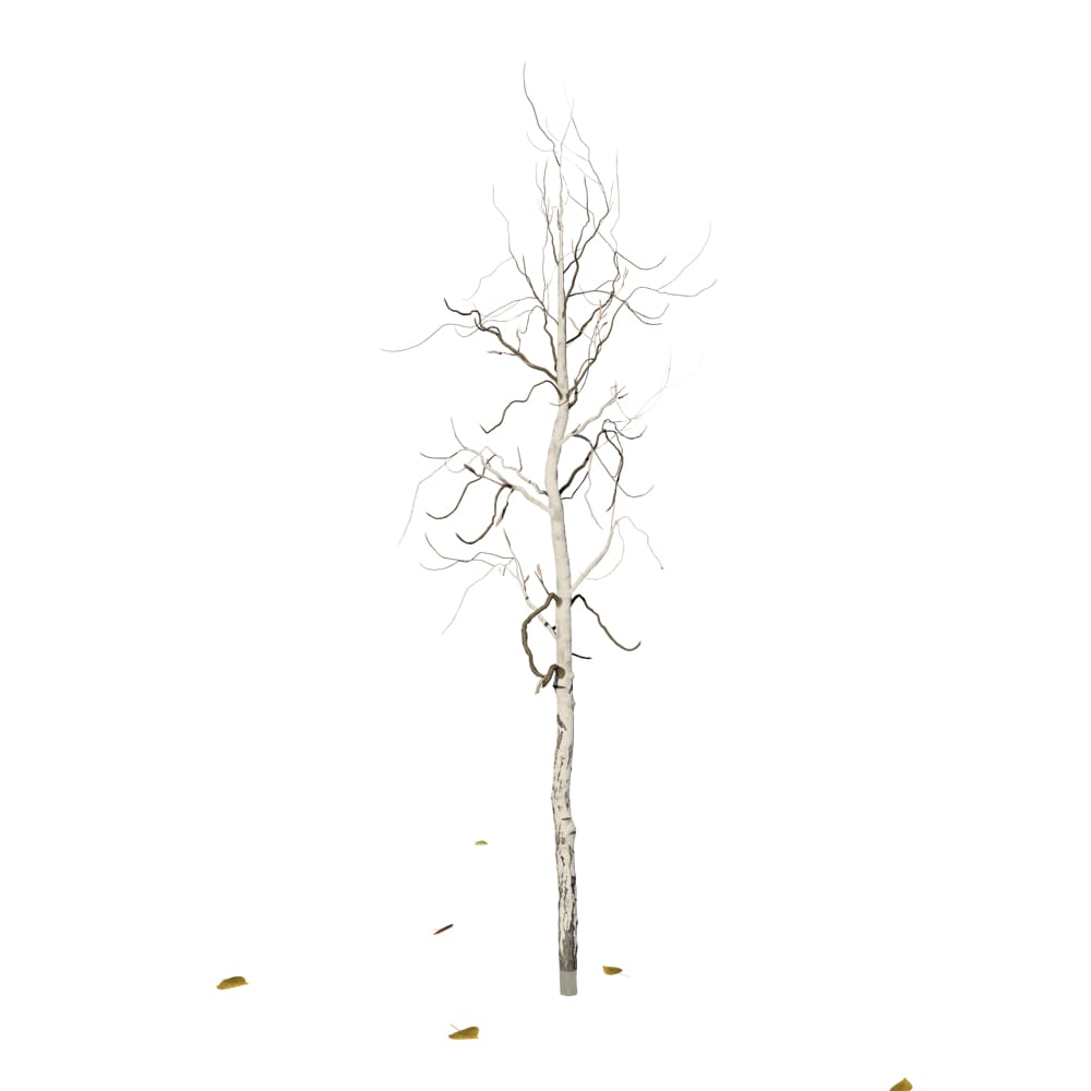 Drawing branch aspen tree Royalty Free Vector Image